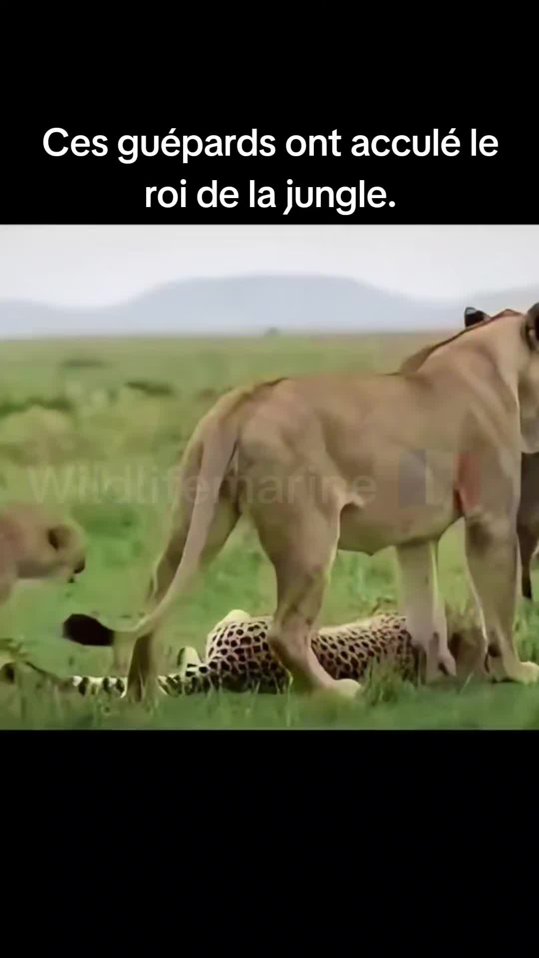 @wildlifemarine 🇲🇫