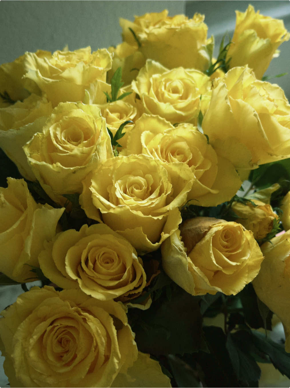@_roj_s