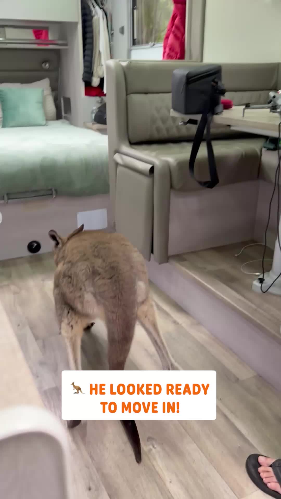 @Pawsome Pets