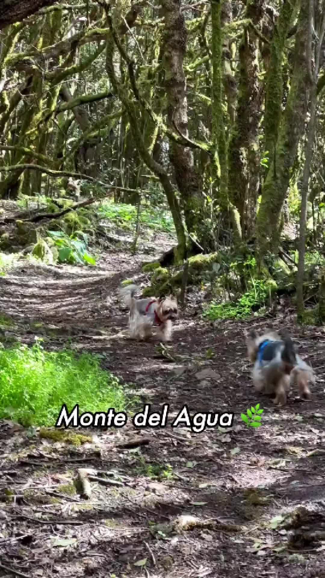 @✨Baryk & Bruno - Yorkies 🌍!