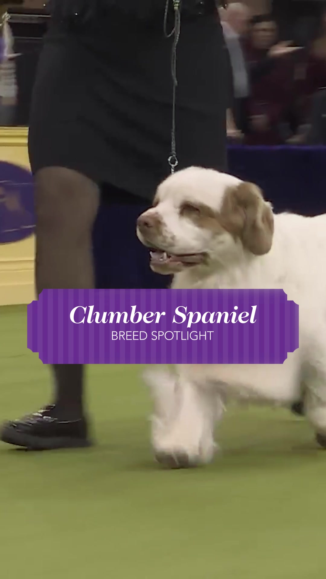 @Westminster Kennel Club