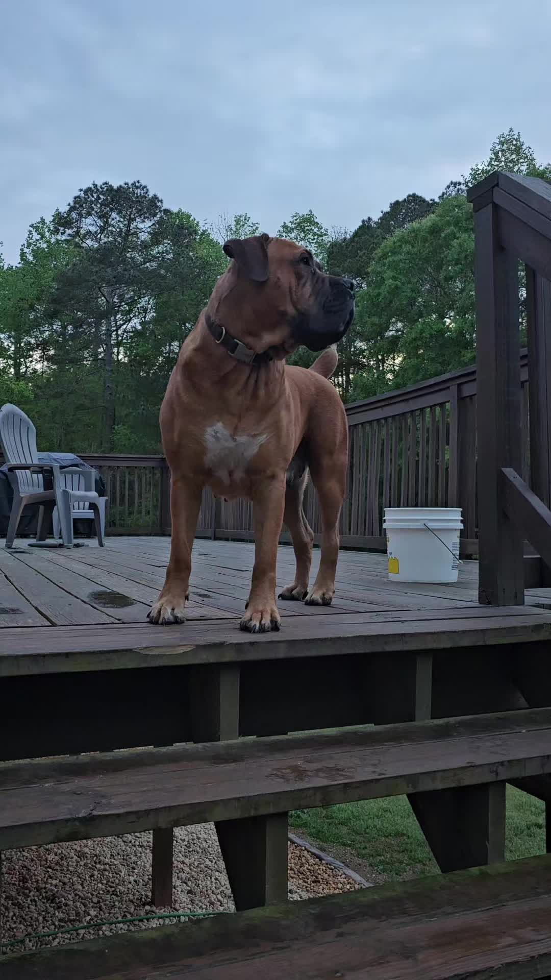 @Southern Shade Boerboels