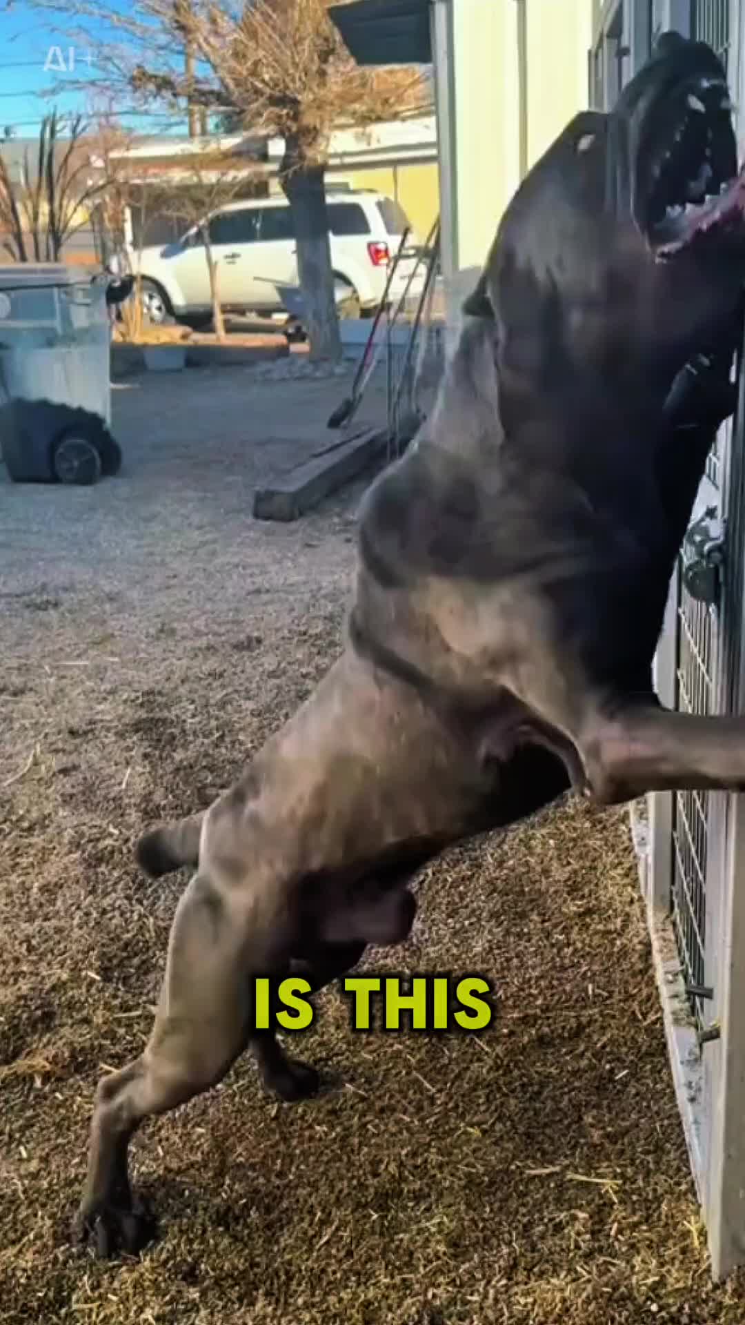 @animolfacts