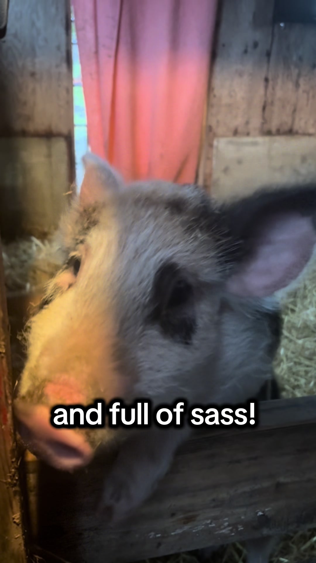 @Home for Hooves 🐽