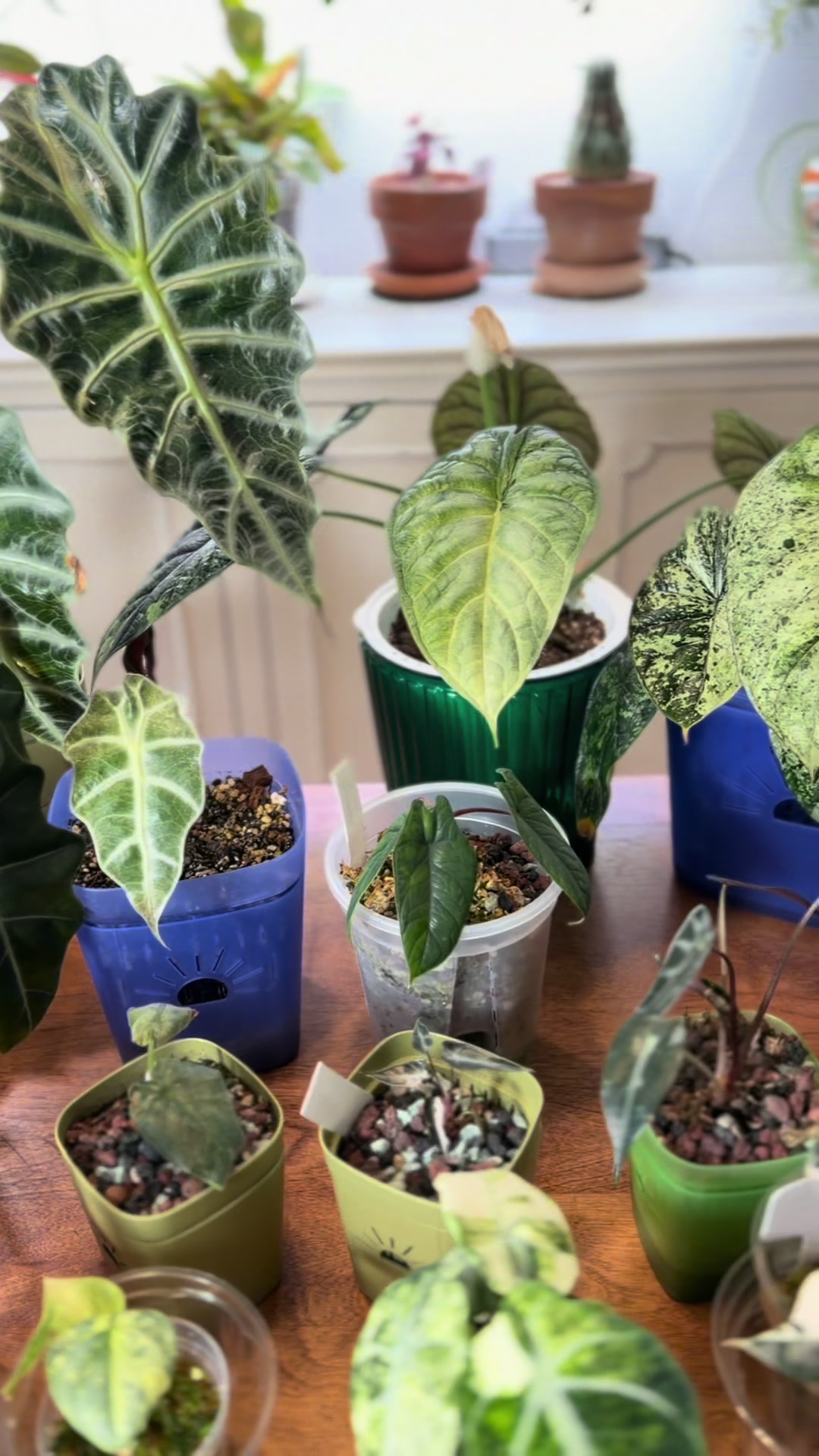 @Pothosiblyaboutplants