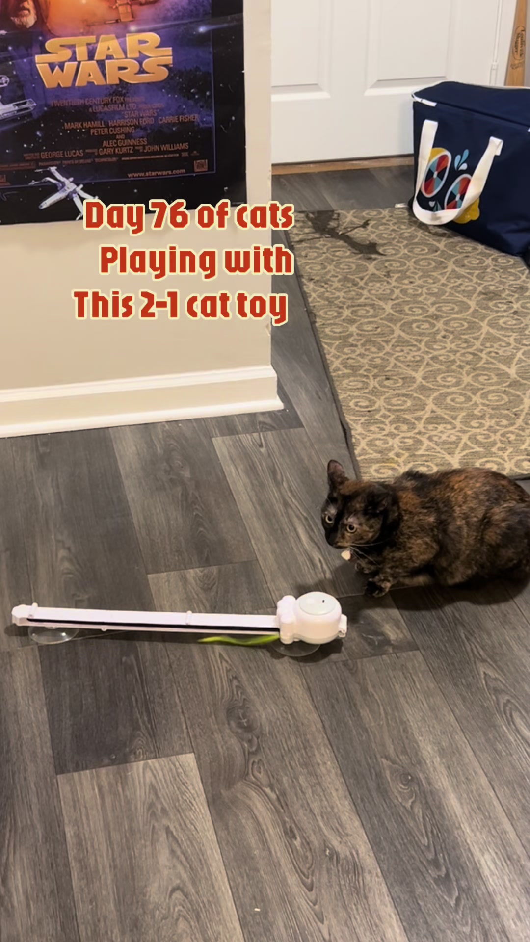 @Bella’s cats & hedgehog deals