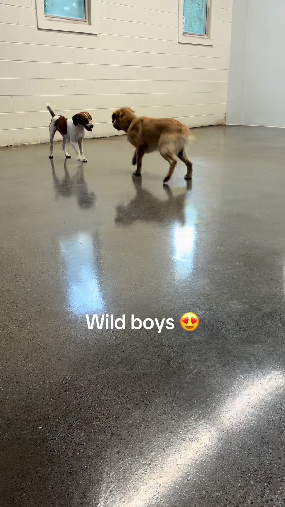 @Hound Housing Doggie Daycare
