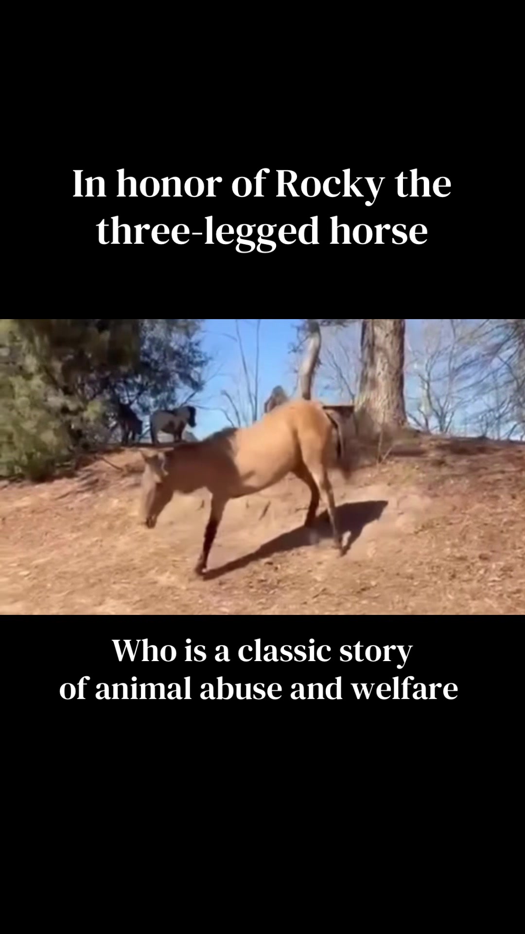 @Soul_searching_for_animals
