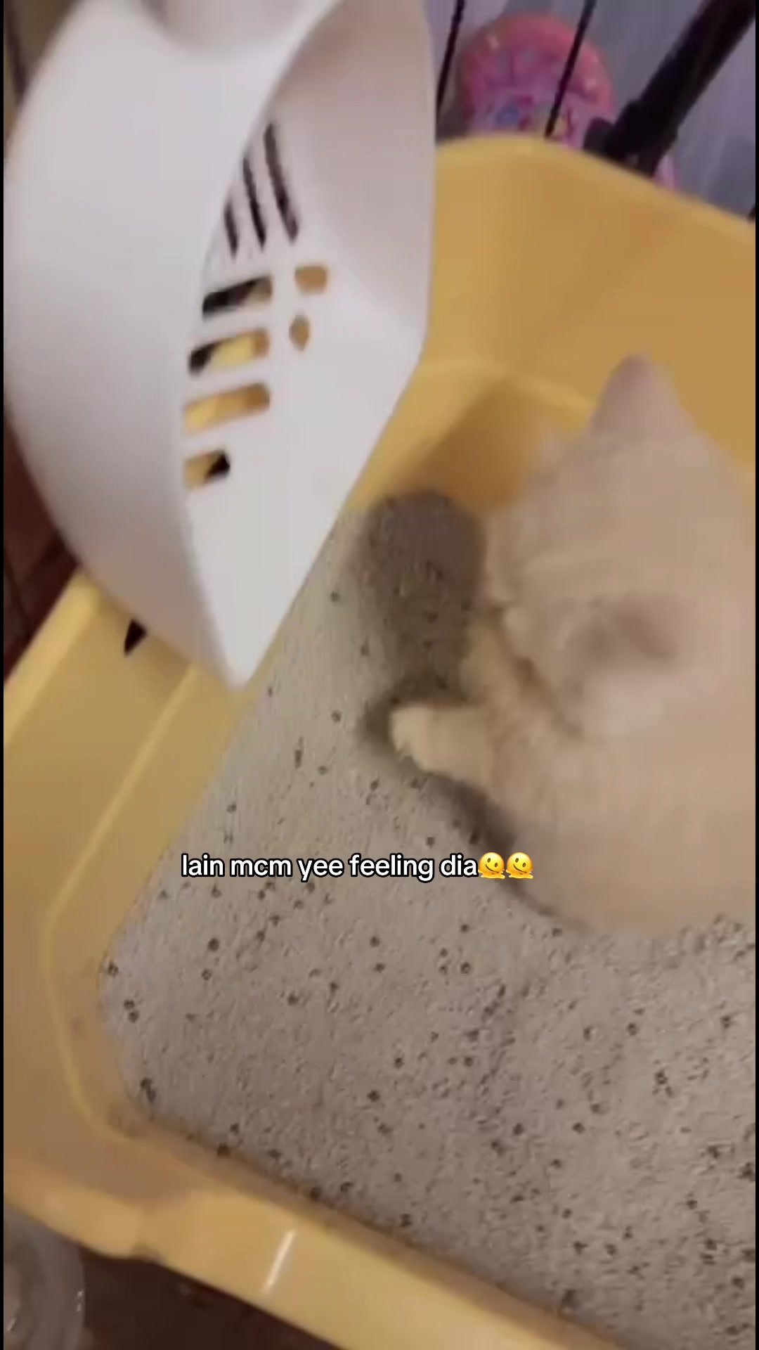 @๐๐๐ข๐๐๐๐งธ