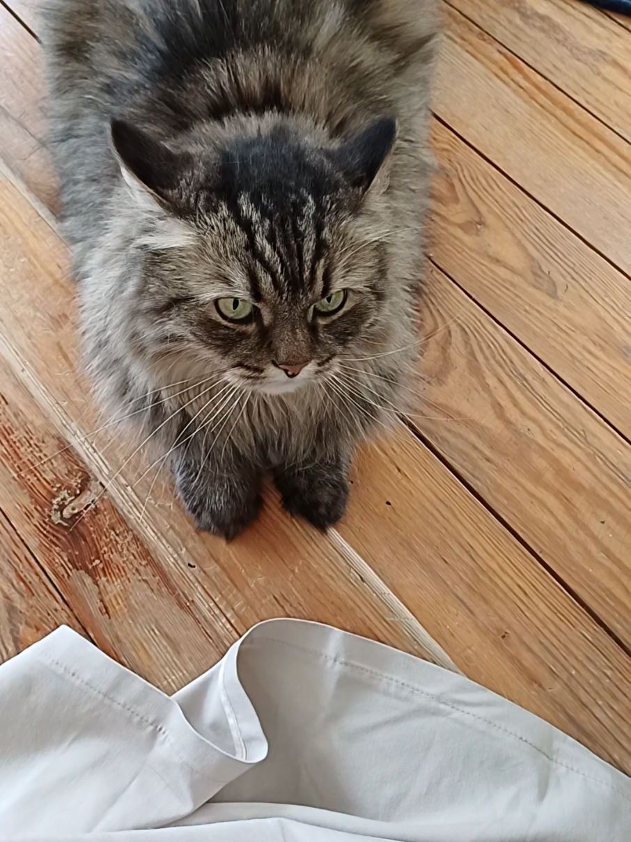 @cat_bayun_