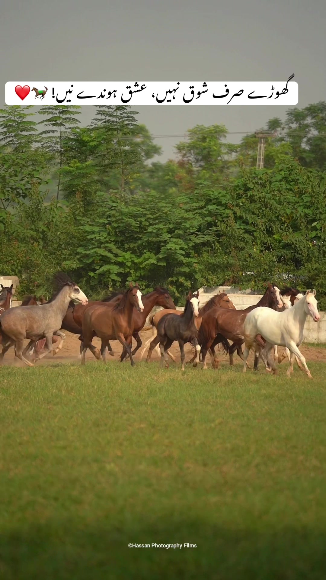 @SUNRISE STUD FARMS RAWALPINDI