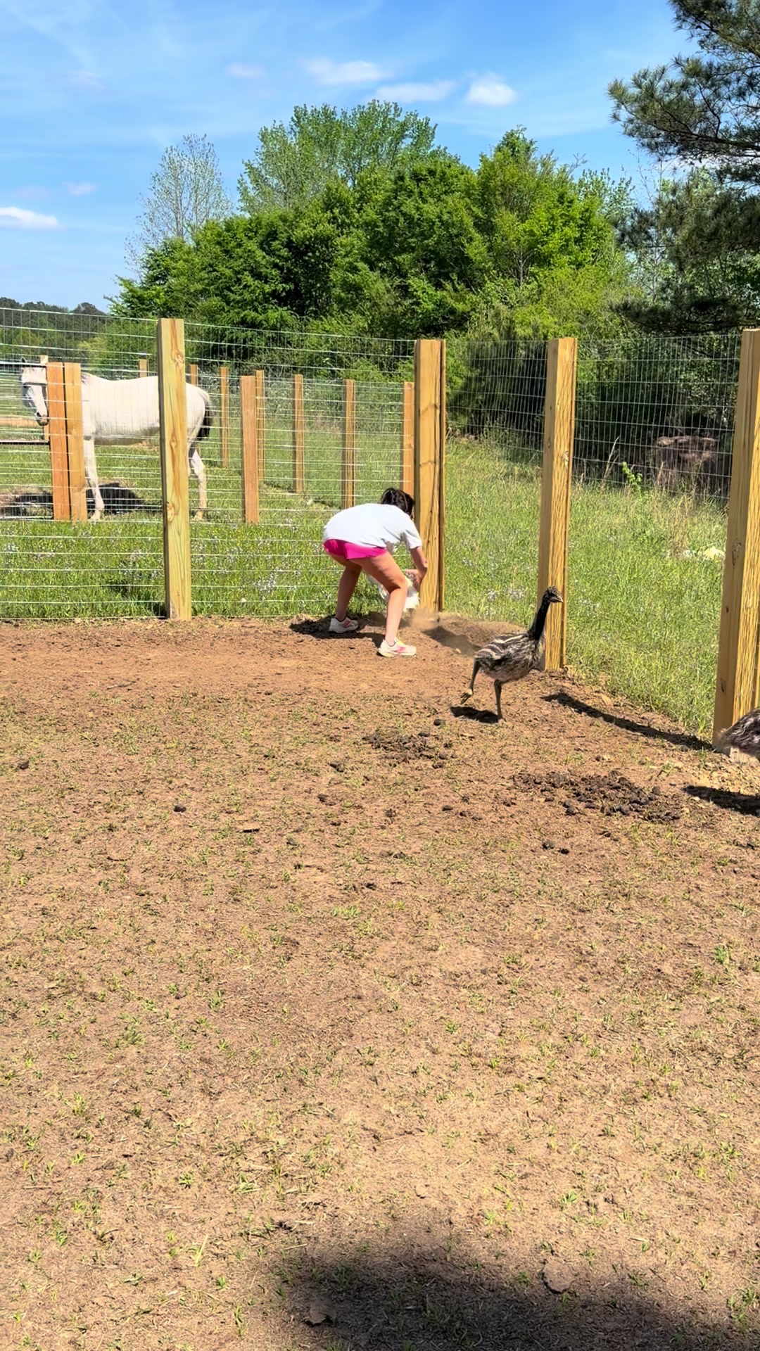 @Wild South Exotics