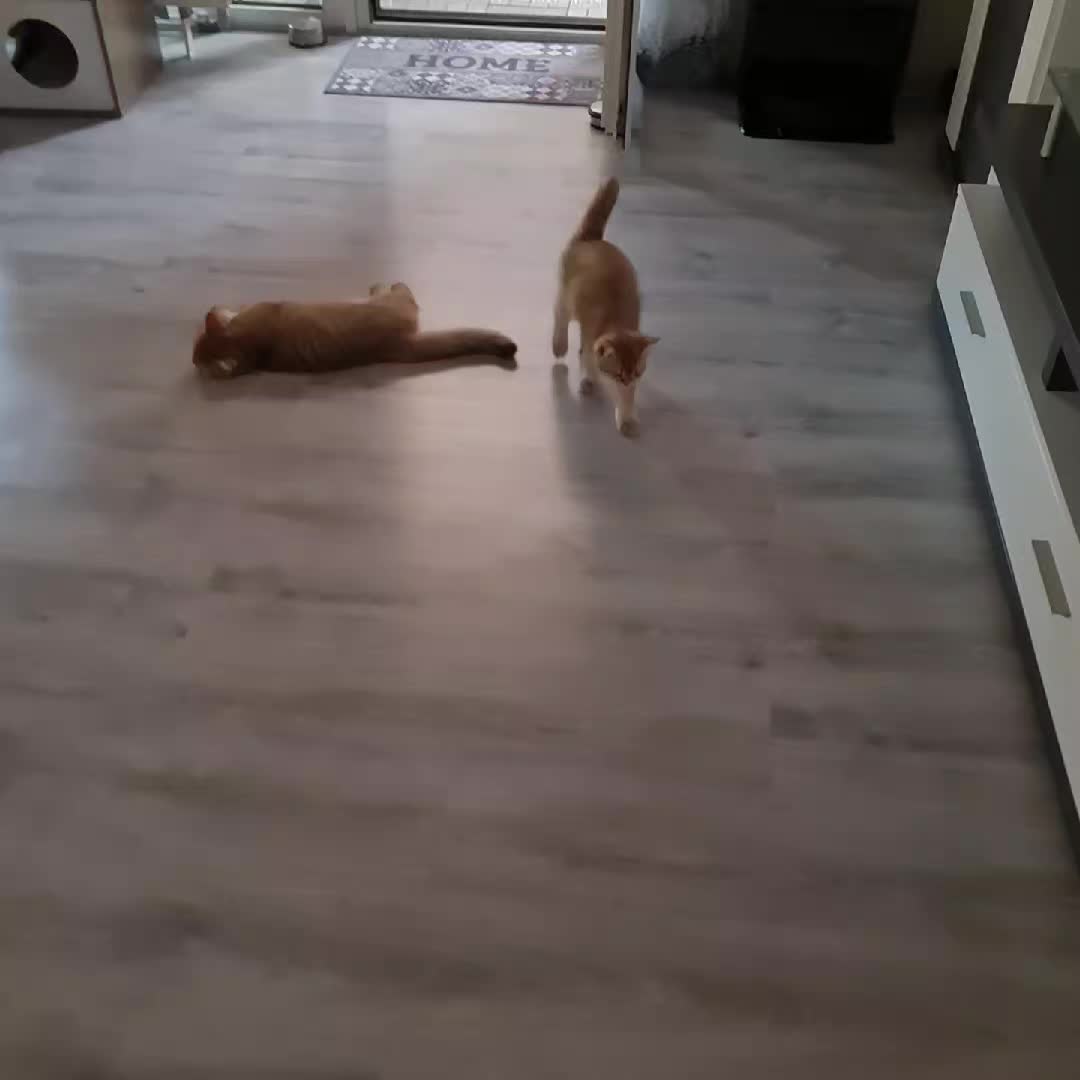 @LanaCats