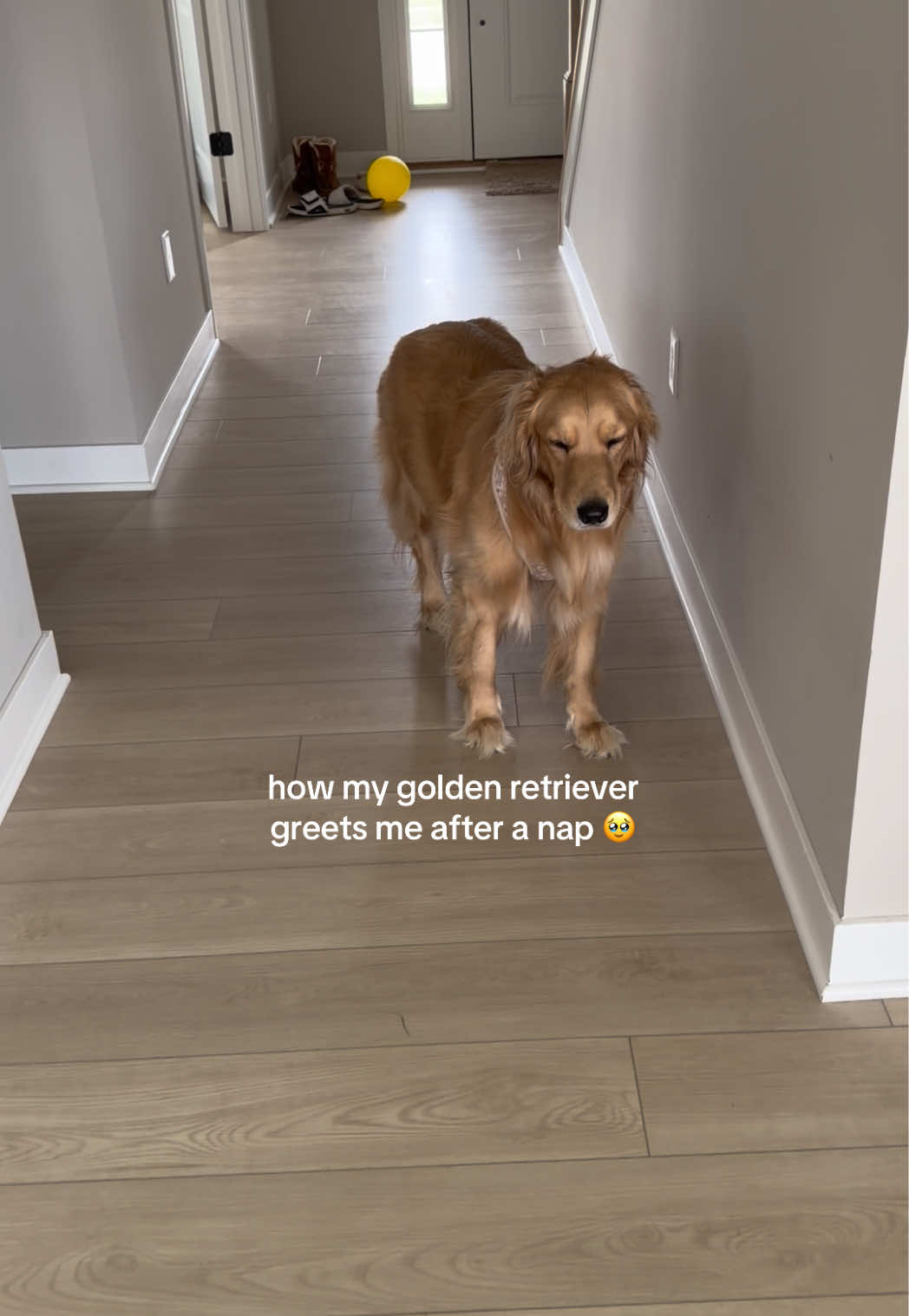 @novathegoldenn