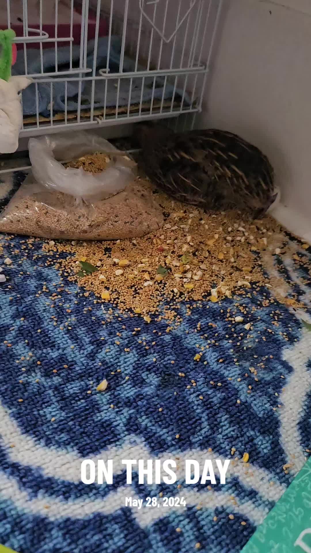 @birdlover123:)