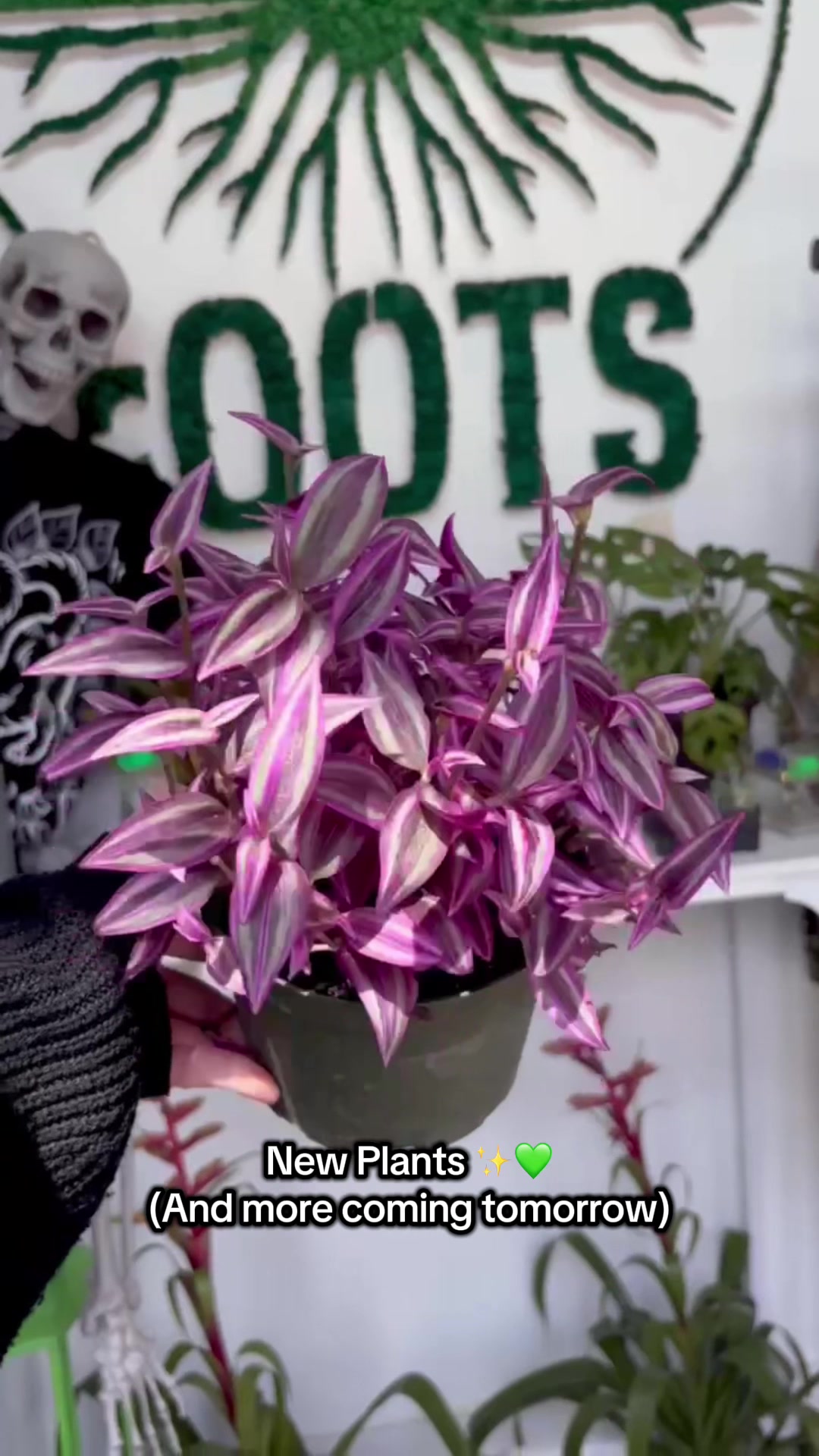 @Rootskc