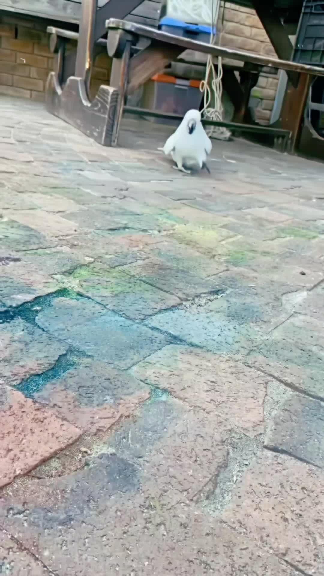 @Cute little pet 💕