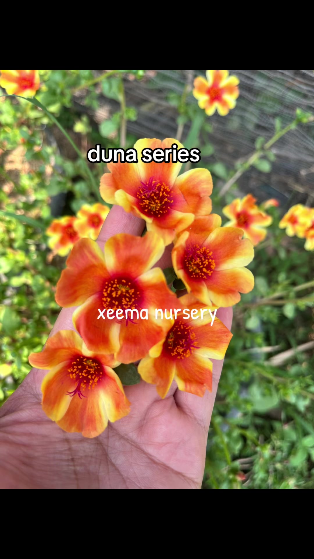 @Xeema_Nursery