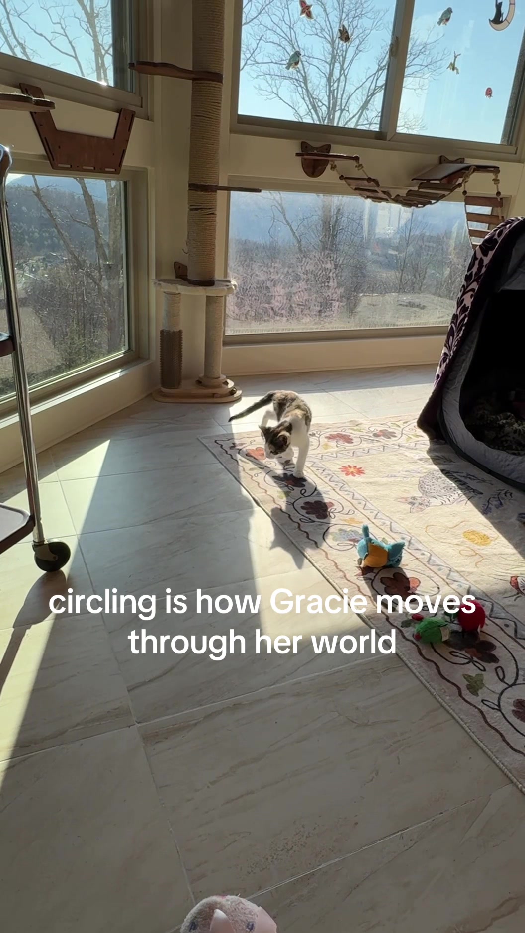 @Gracie’s Circling Paws