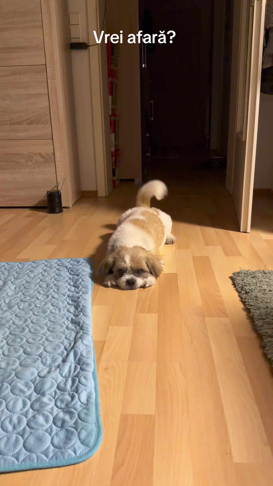 @🦮🐕&zwj;🦺🐕&zwj;🦺Pufy🐕&zwj;🦺🐕&zwj;🦺🦮