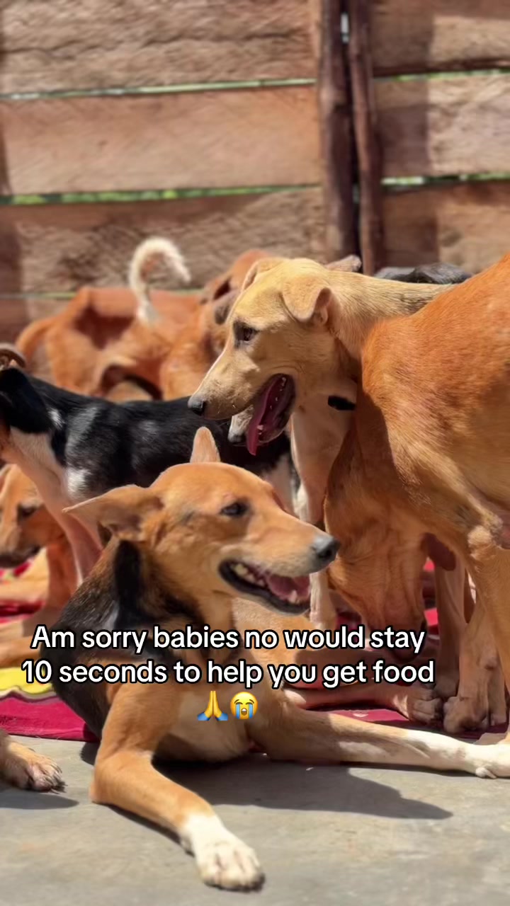 @furry_care_haven