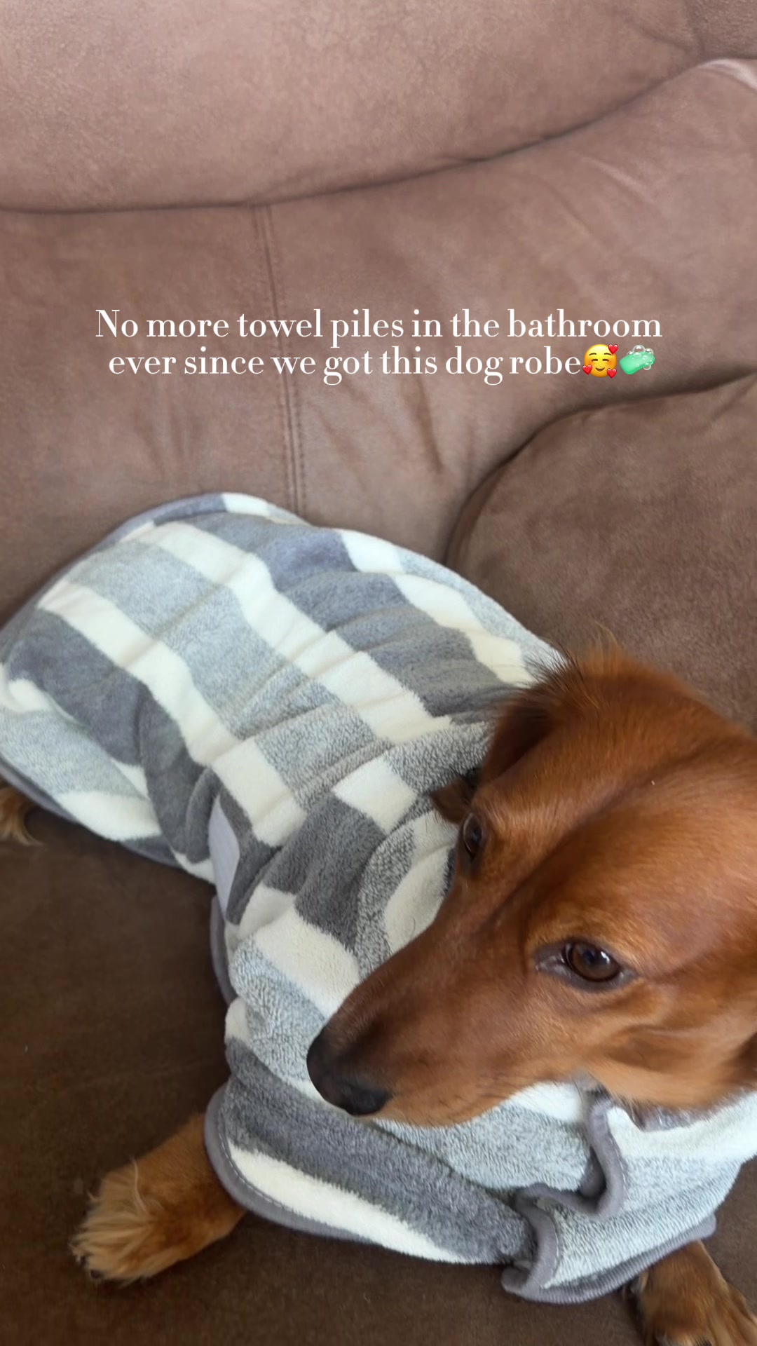 @charliebrownthedoxie