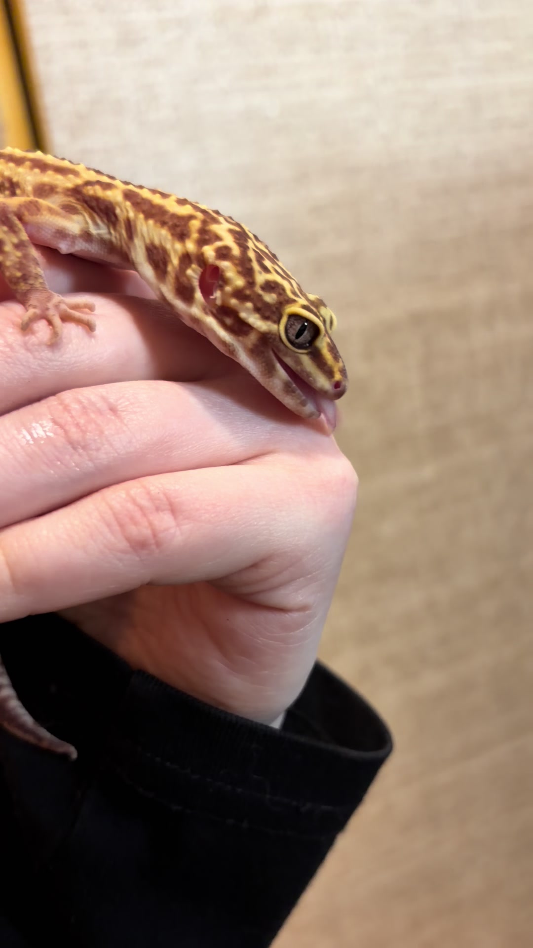 @🦎Abby’s Animals🐦
