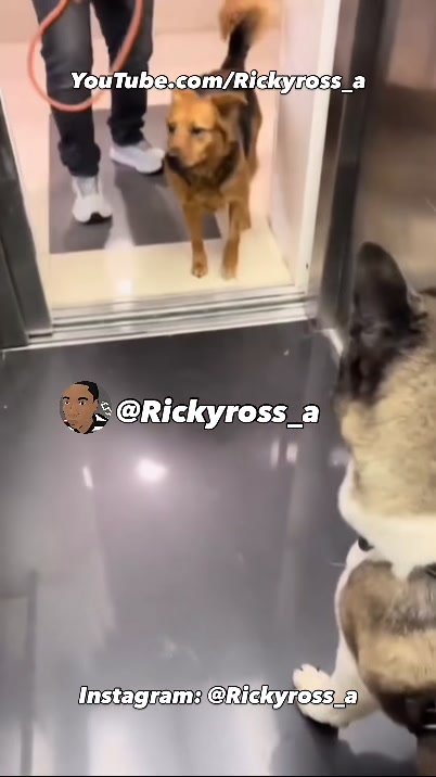 @Rickyross_a