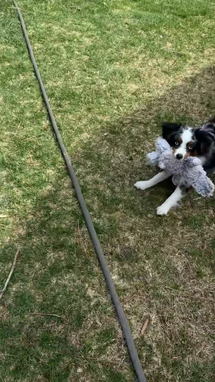 @bellaandrockieandsammie