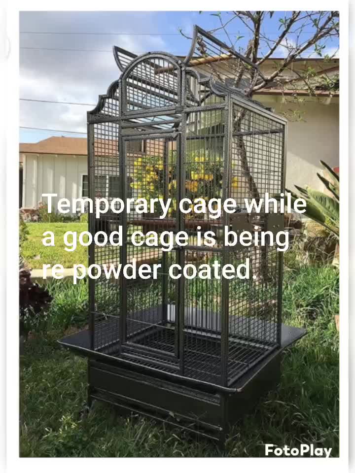 @Suzy the Cockatoo