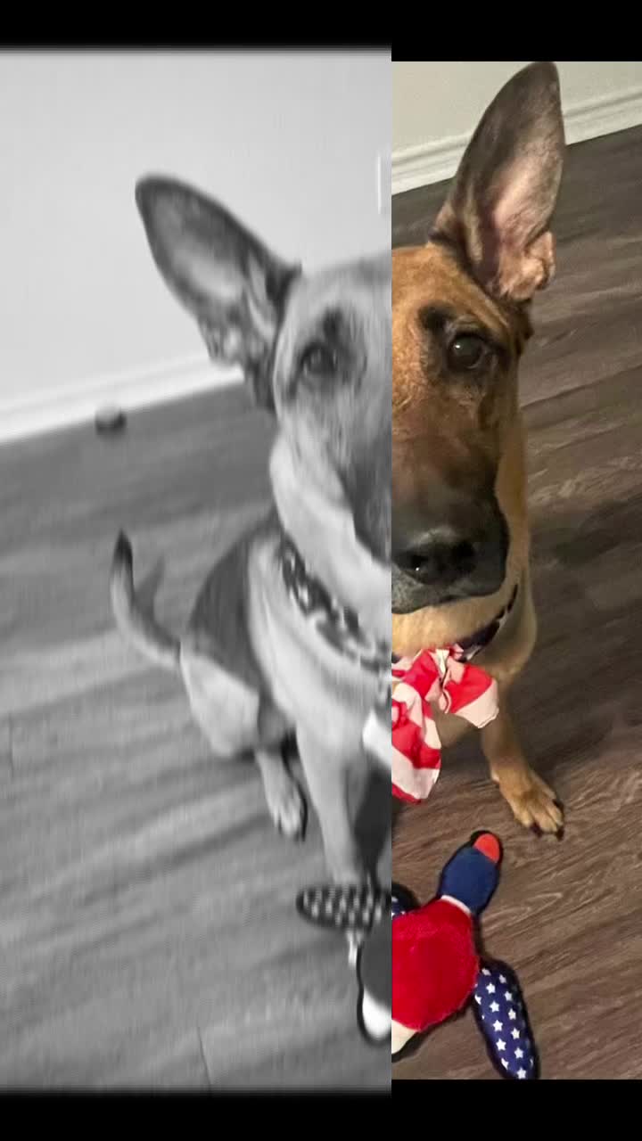 @Robyn🐕Blackberry