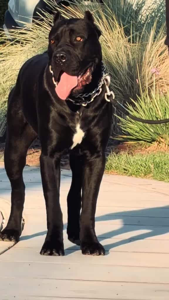 @Cane Corso For Adoption