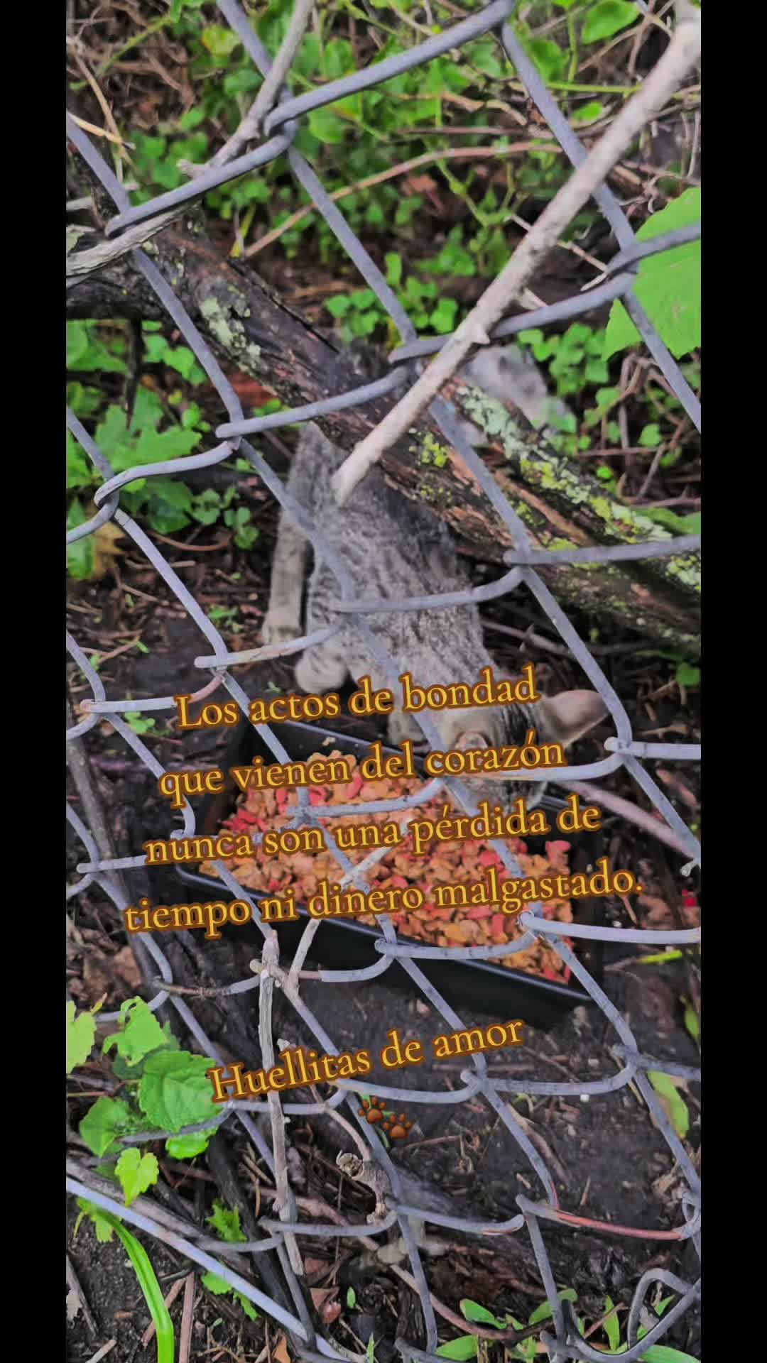 @🇲🇽Guli.Carrada 🐈⬛
