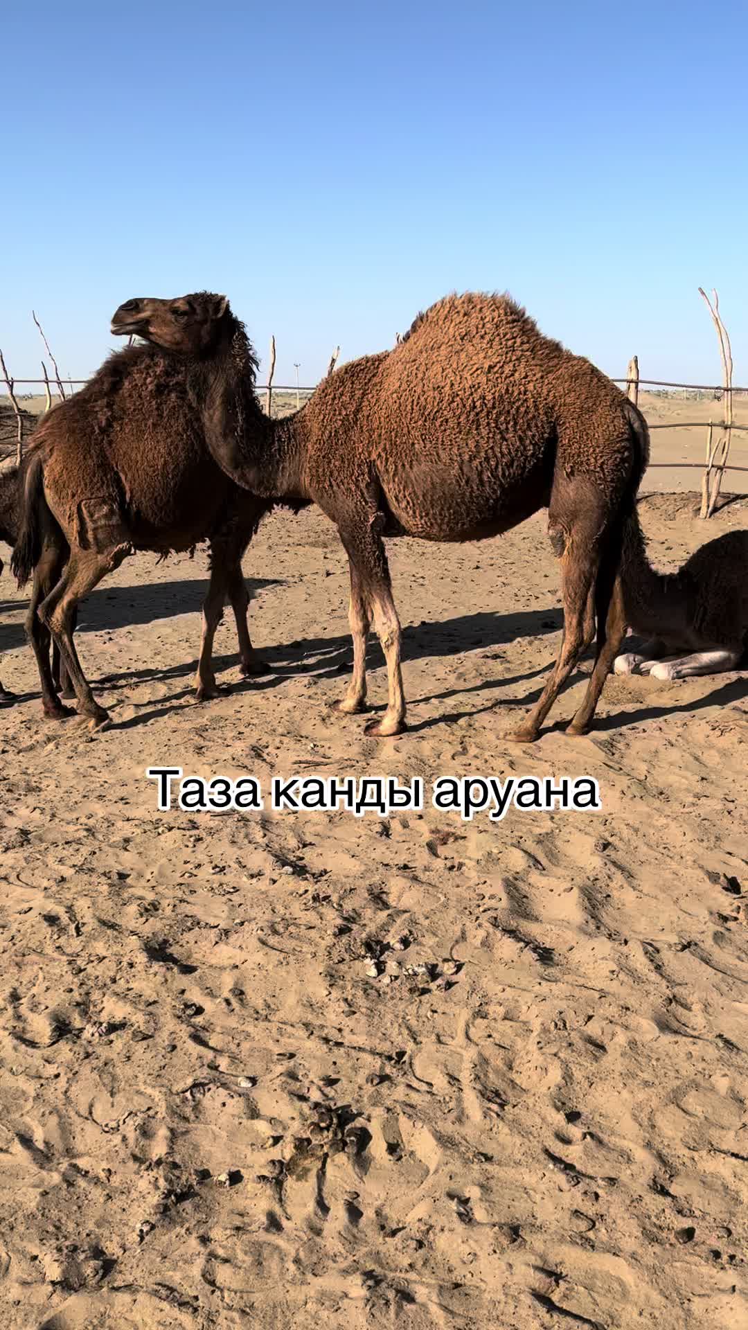 @zorbay003
