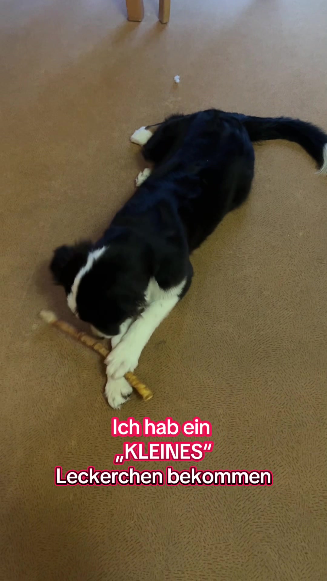 @🐕Di Ana🐕