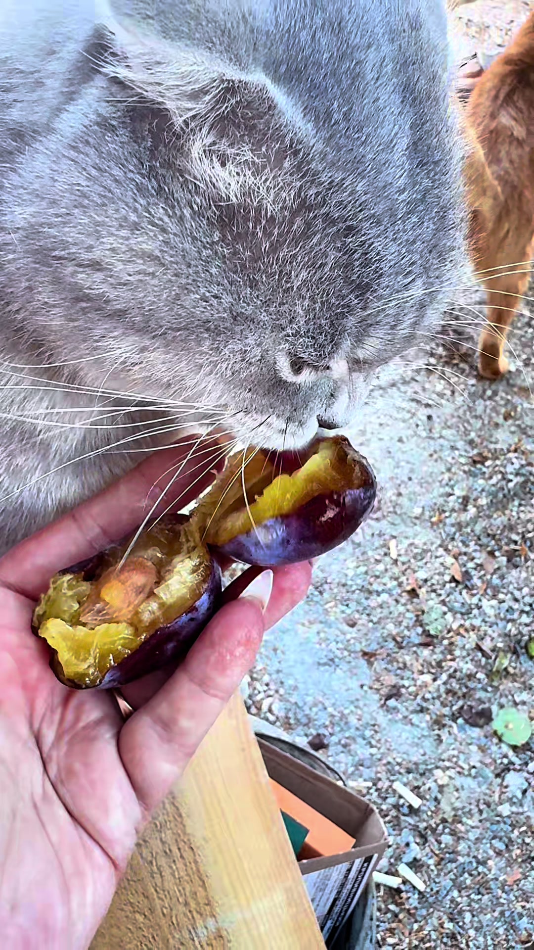 @_kapusto4ka_33.ua