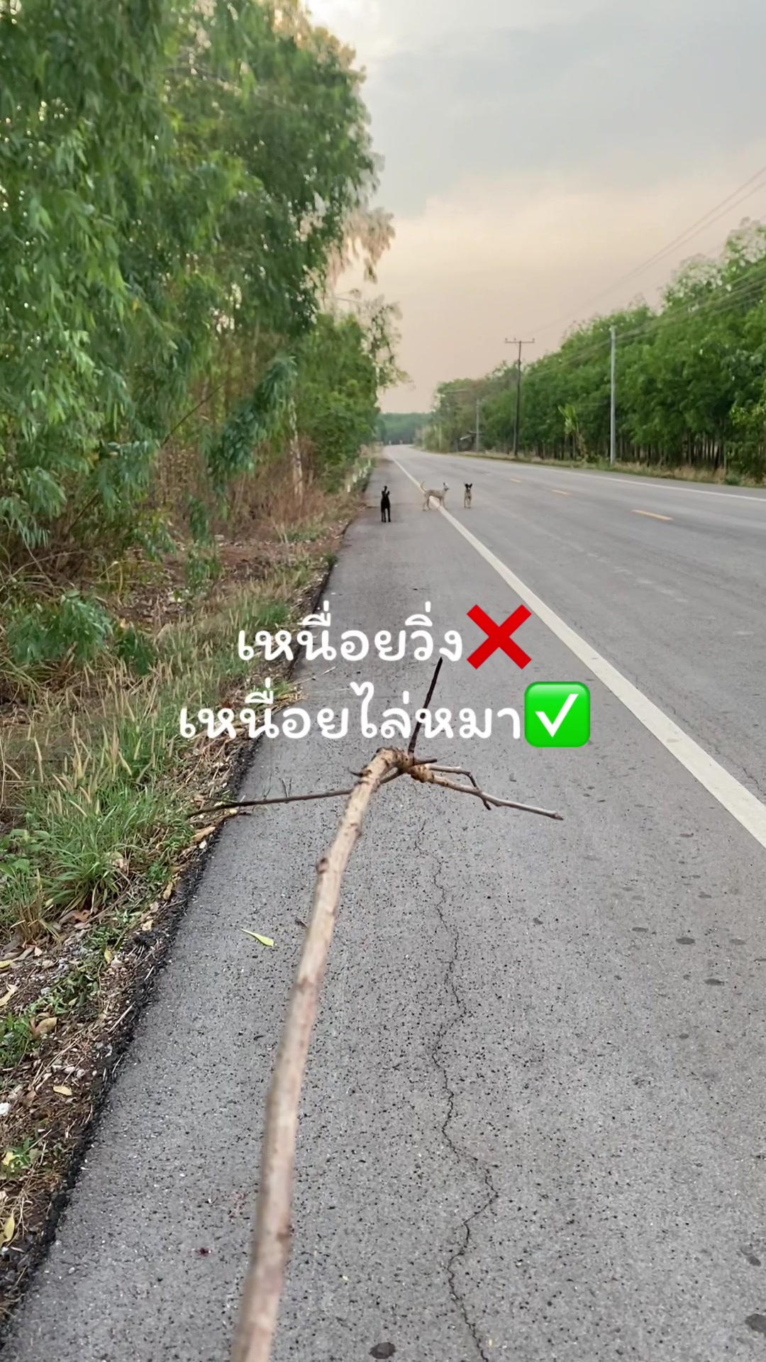 @ซาโด 🍂
