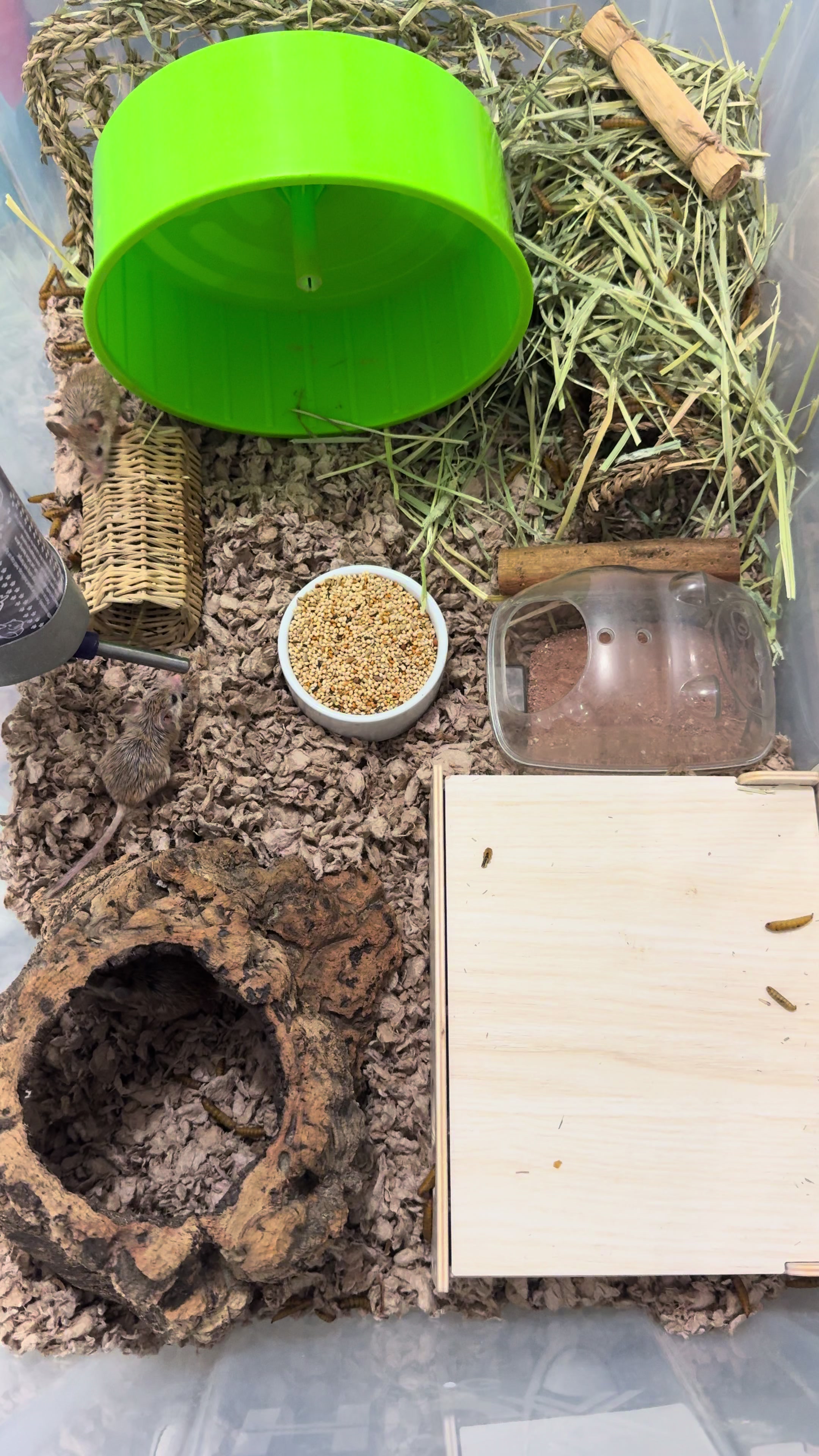 @Tiny Tails Mousery