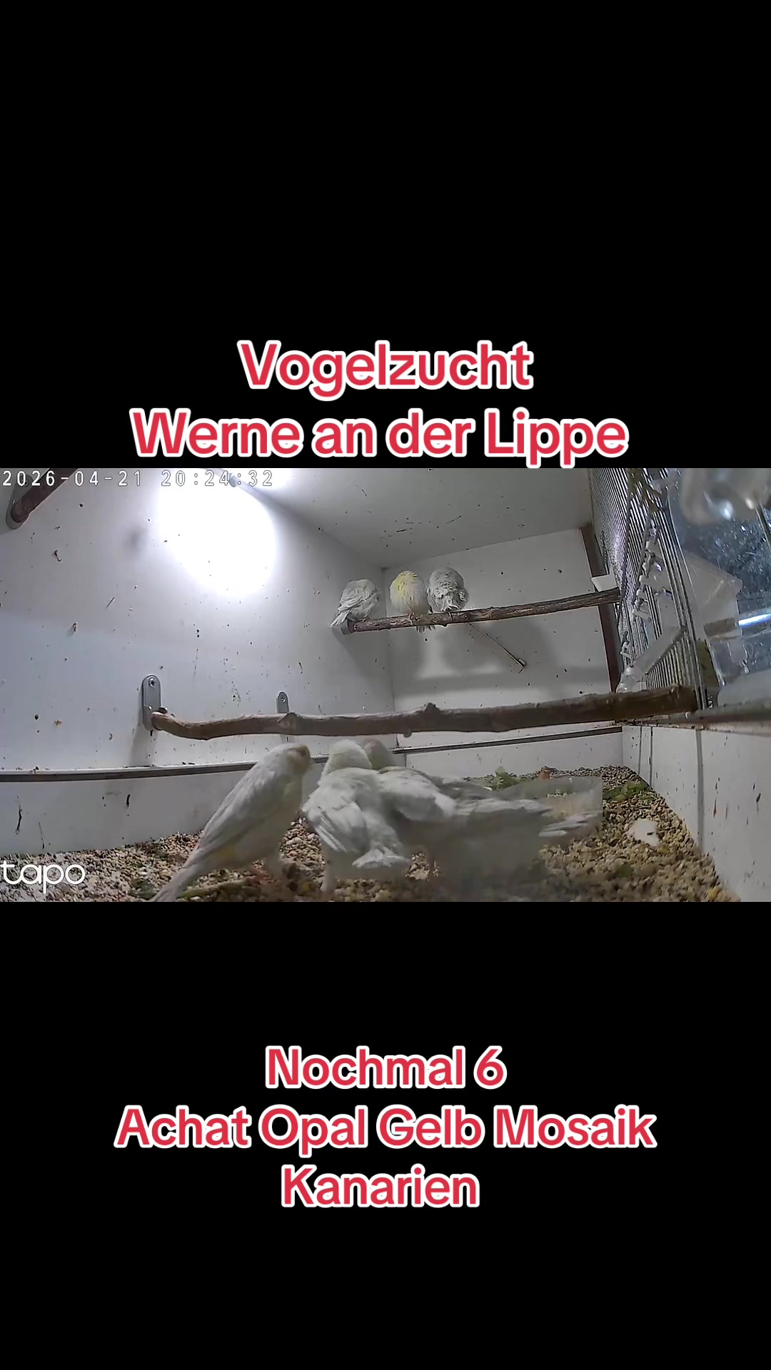 @Vogelzucht Werne an der Lippe