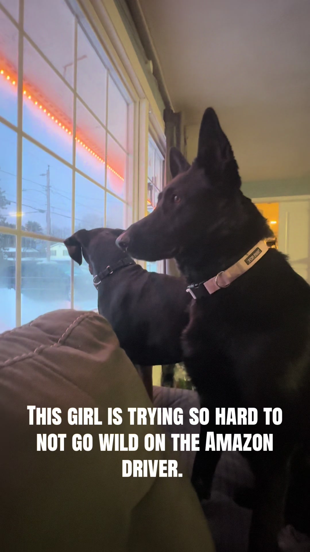@Kobe and Remi the rescues