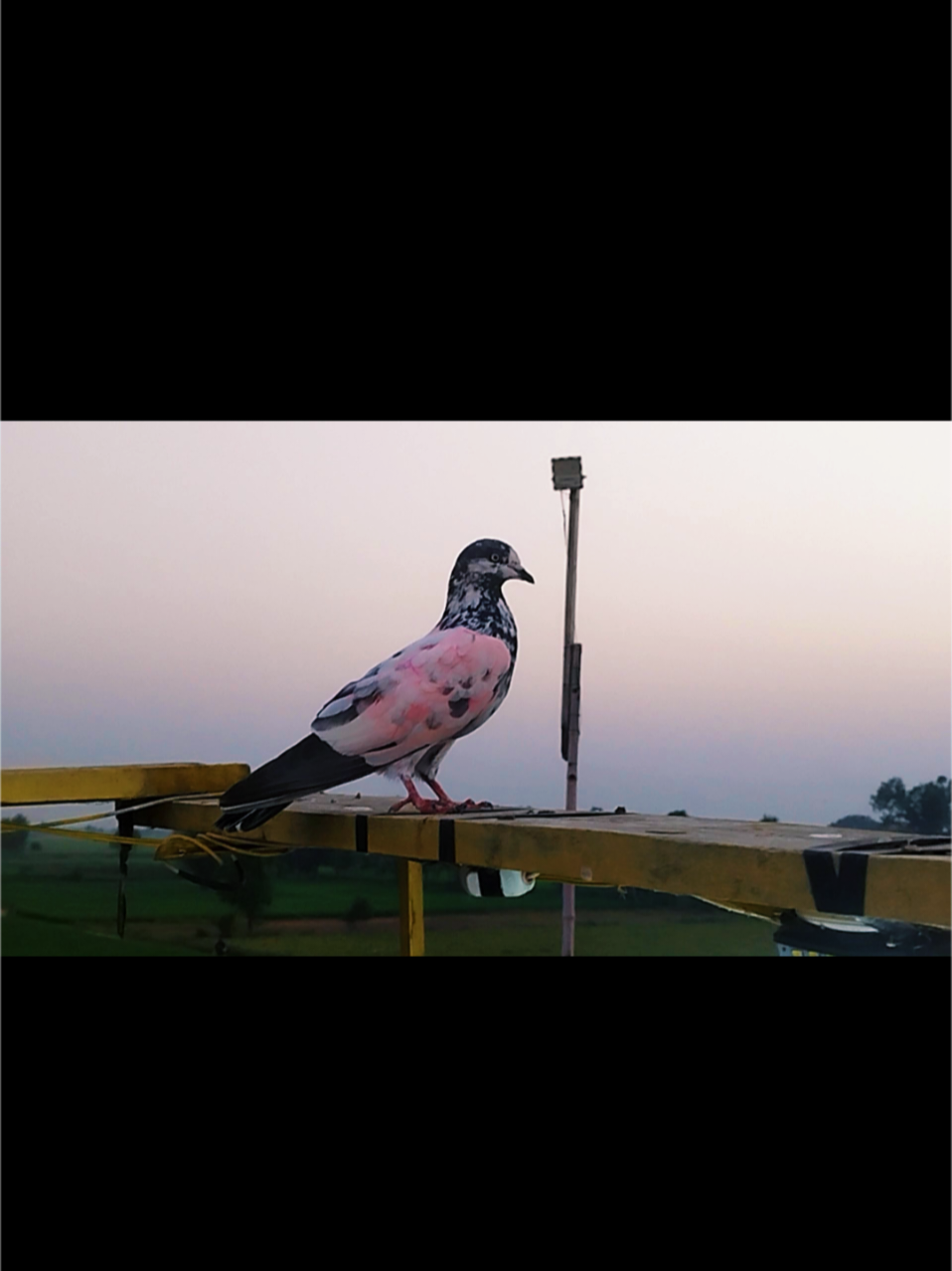 @Babar Pigeons Club