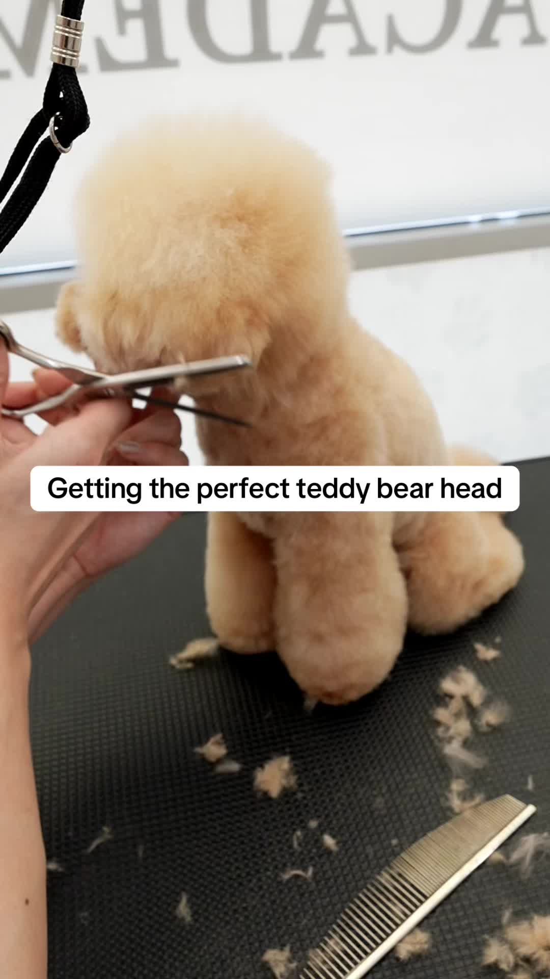 @NorCal Grooming Academy