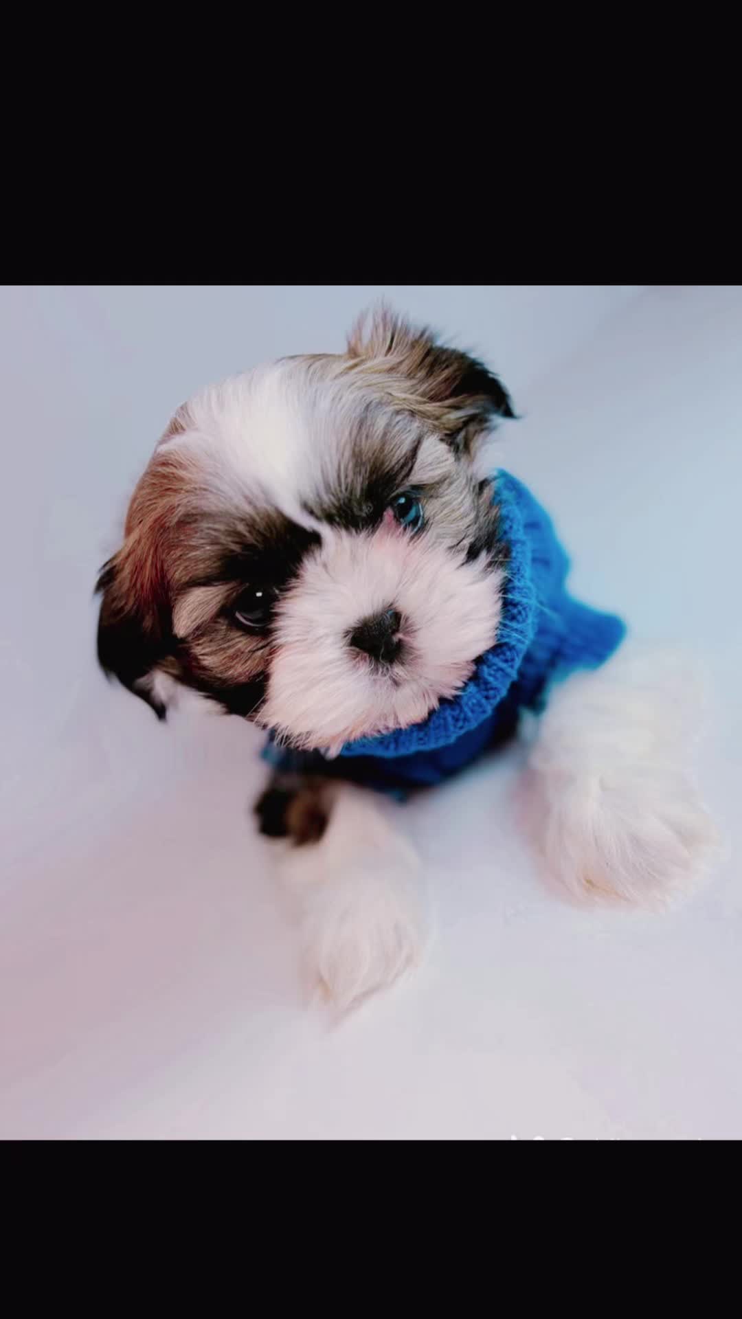 @SHIHTZU SOIR&Eacute;E