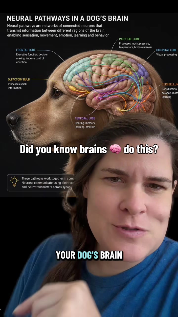 @AmandaT_CoolDog_Trainer 🫵🐶🆒