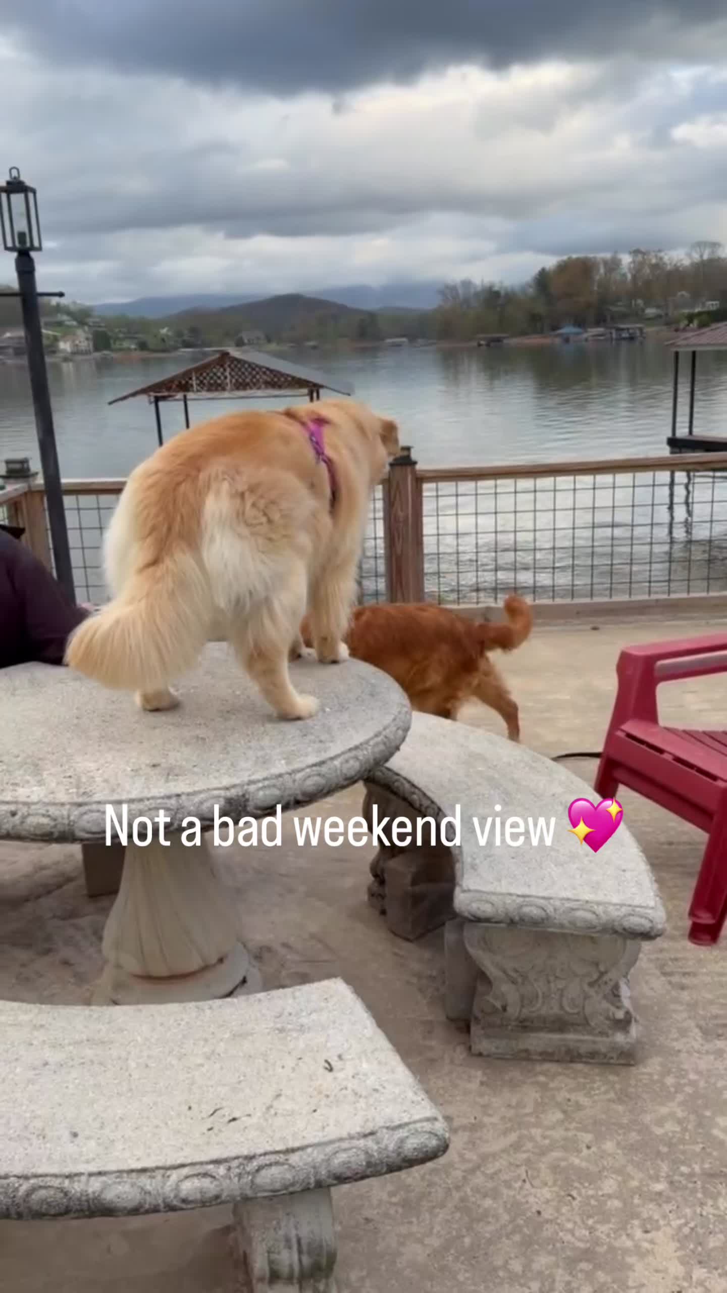 @DogMomisms