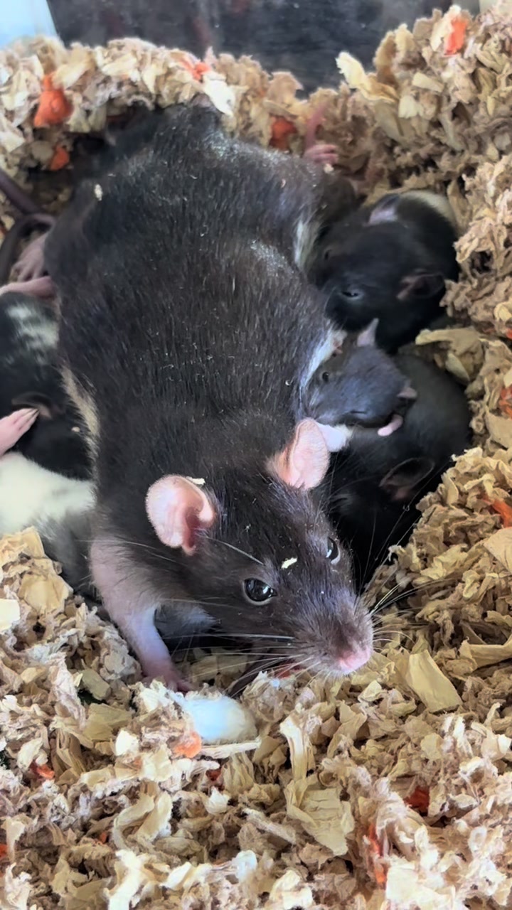 @Friends Forever Animal Rescue