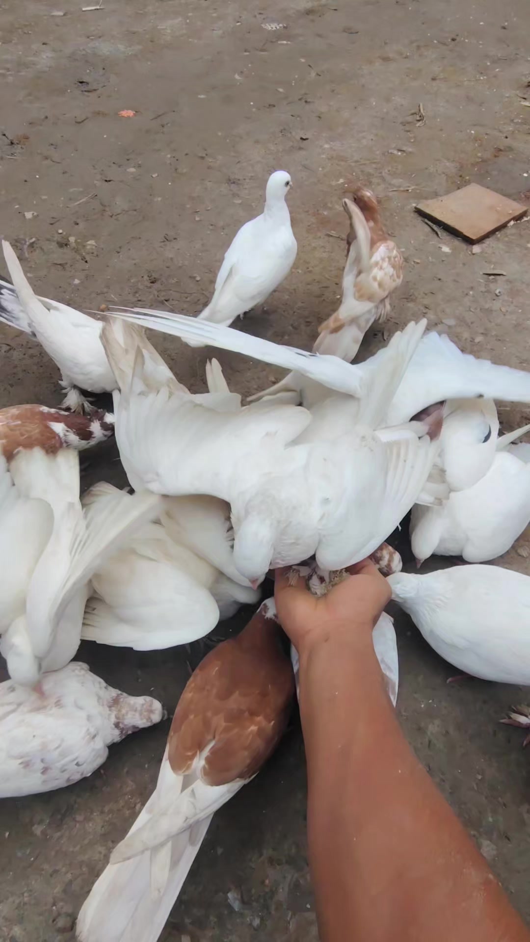 @অমিত,