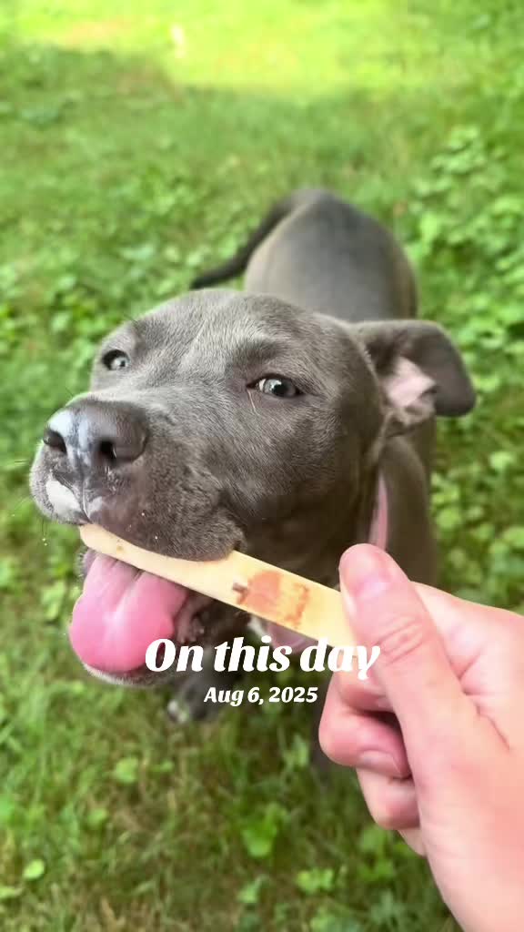@Pittie Mom