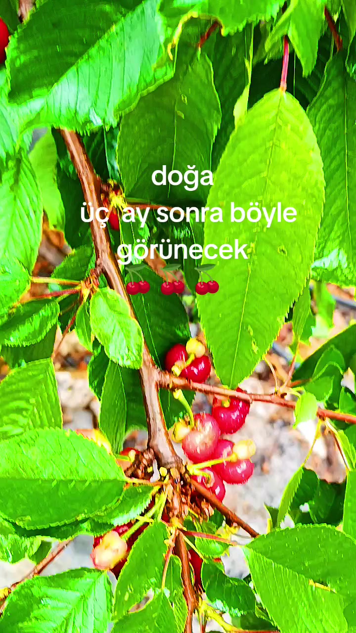 @mutlu DURUSOY
