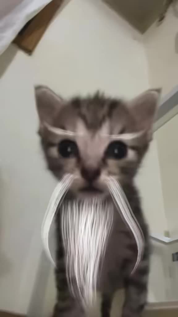 @catbosssss
